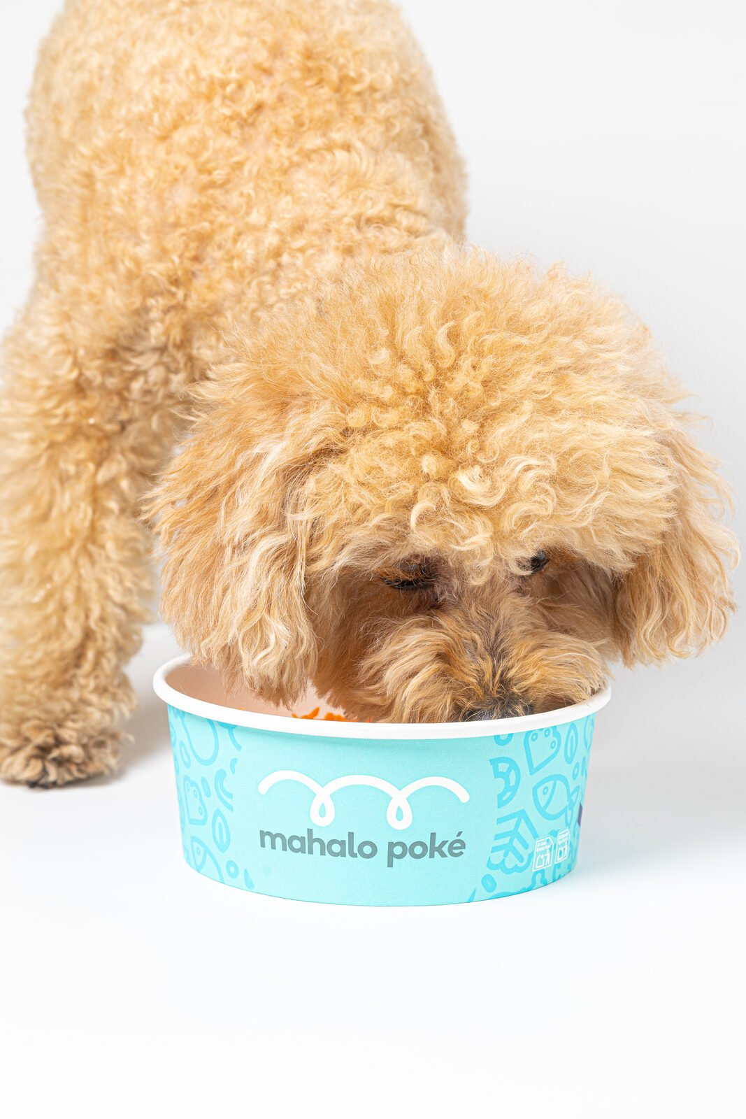 Perro caniche comiendo del bowl edición Doggy de Mahalo Poké