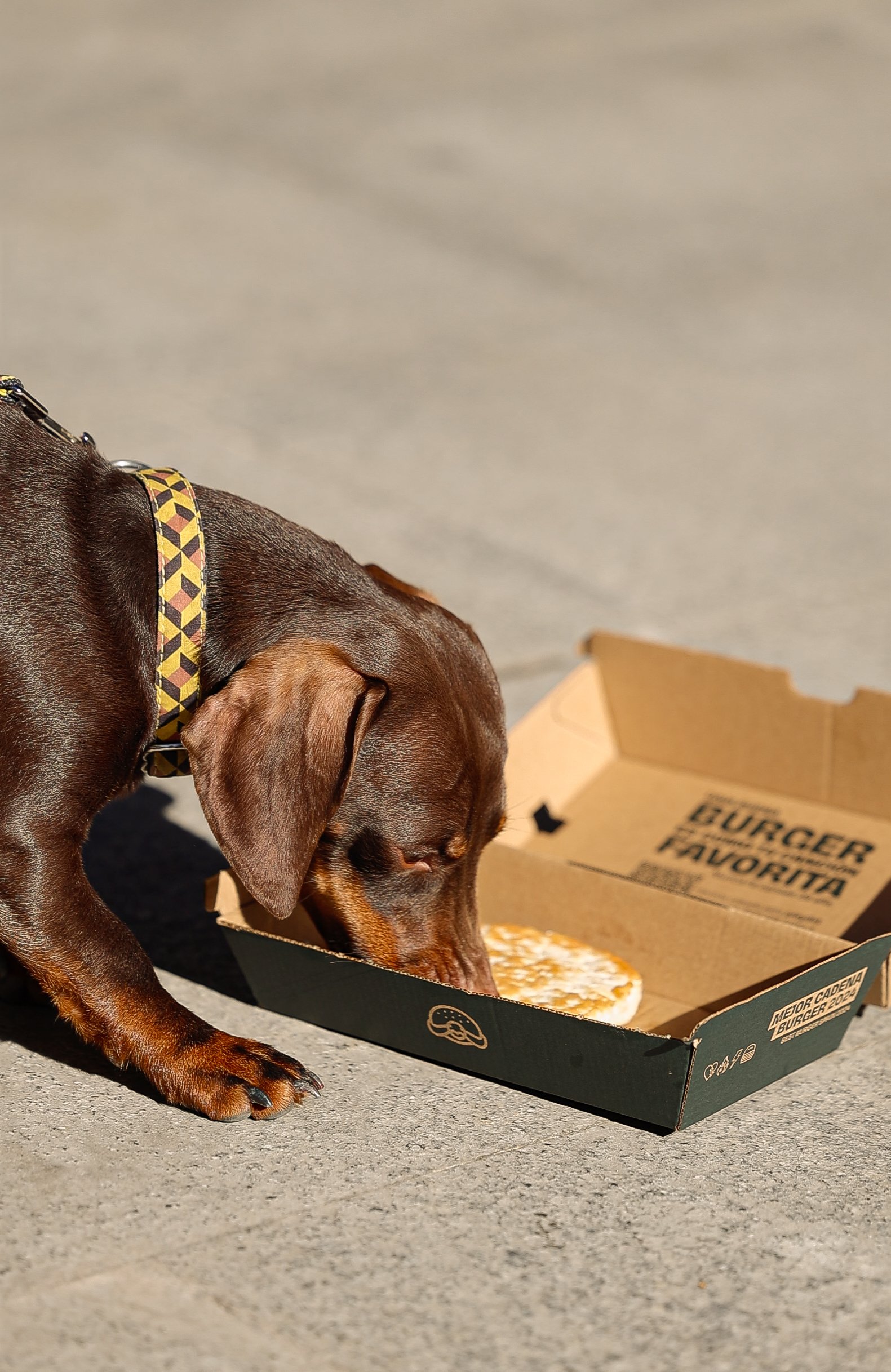 Teckel marrón comiendo del cartón verde TBT — pieza de campaña del Menú Doggy